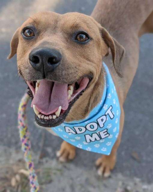 HAZY, Adoptable, Adult Female Mixed Breed.