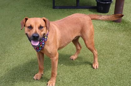 Enlarge Rover, a ADOPTABLE Mixed Breed in Athens, GA image 2/3