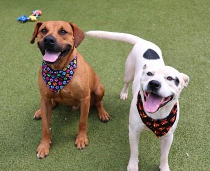 Enlarge Rover, a ADOPTABLE Mixed Breed in Athens, GA image 3/3