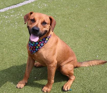 Enlarge Rover, a ADOPTABLE Mixed Breed in Athens, GA image 1/3
