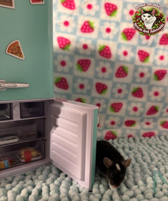 Dill, a ADOPTABLE Mouse in Huntington, WV image 2/3
