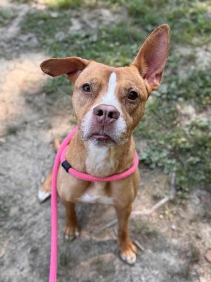 Enlarge Ruca, a Adoptable mixed breed in Twinsburg, OH image 1/3