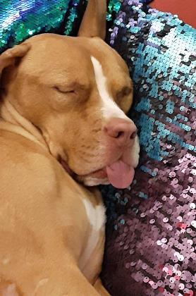 Enlarge Ruca, a Adoptable mixed breed in Twinsburg, OH image 2/3