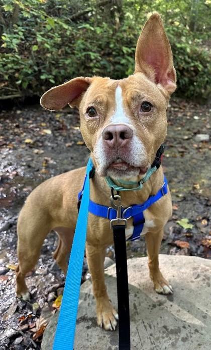 Enlarge Ruca, a Adoptable mixed breed in Twinsburg, OH image 3/3