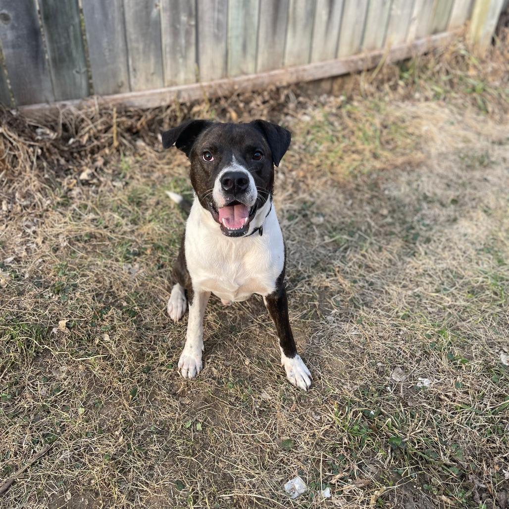 Houston, Adoptable, Young Male Mixed Breed.