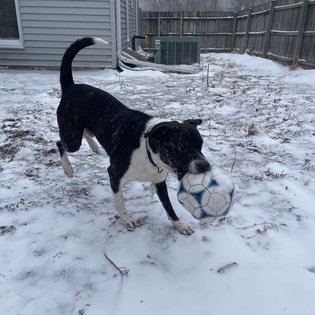 Enlarge Houston, a Adoptable Mixed Breed in Boone, IA image 2/5