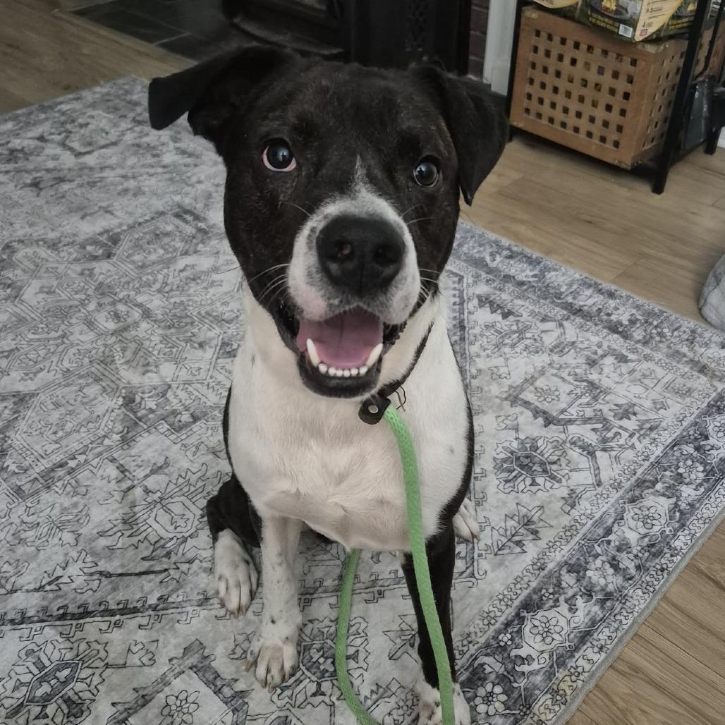 Enlarge Houston, a Adoptable Mixed Breed in Boone, IA image 3/5