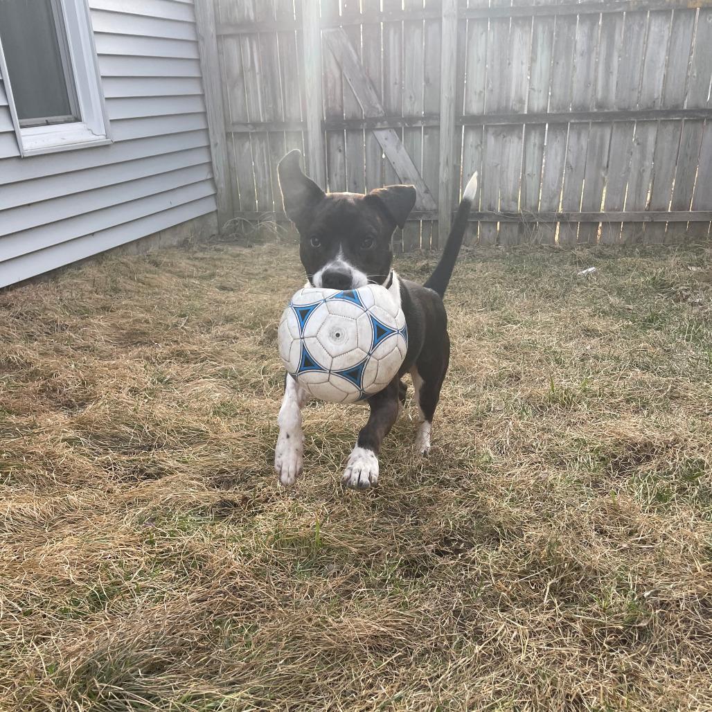Enlarge Houston, a Adoptable Mixed Breed in Boone, IA image 4/5