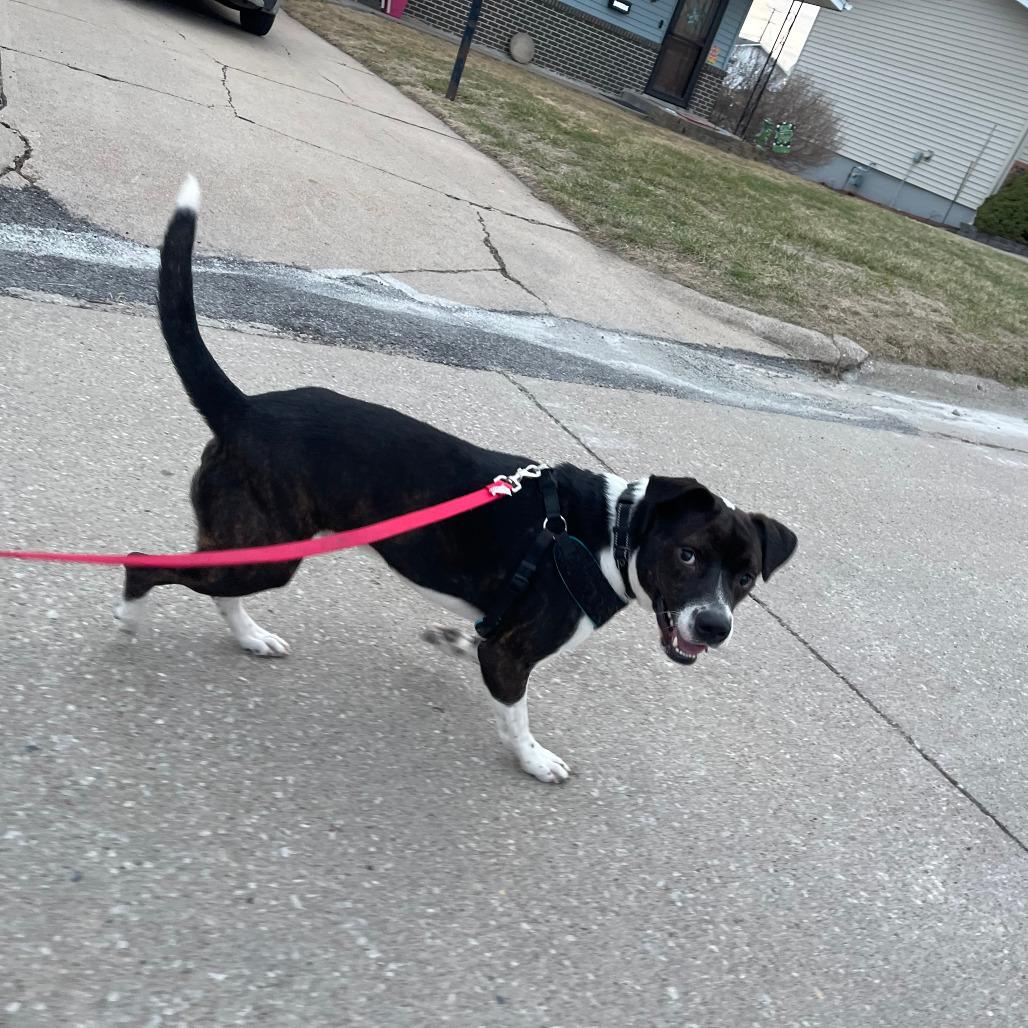 Enlarge Houston, a Adoptable Mixed Breed in Boone, IA image 5/5
