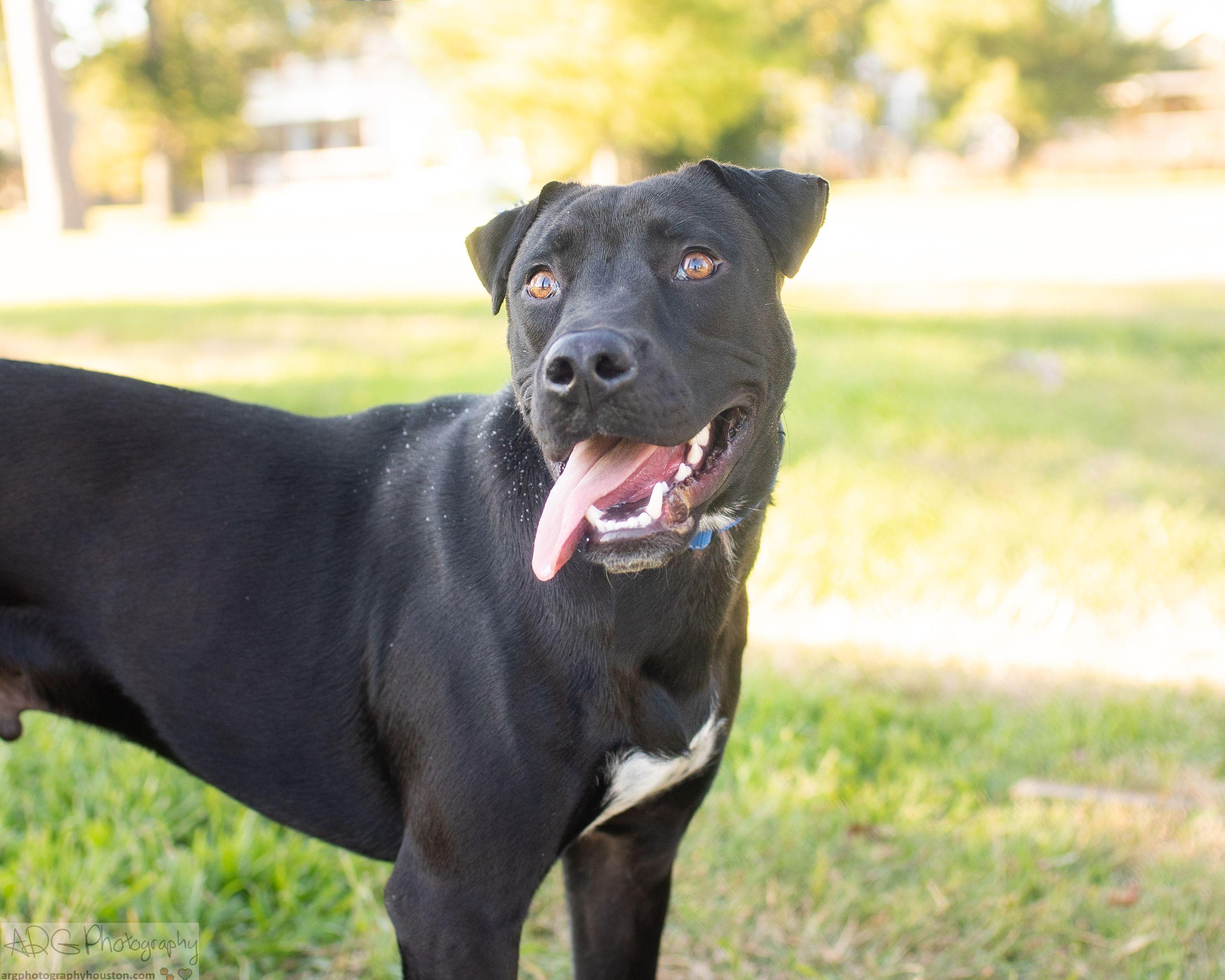Doug, Adopted, Adult Male Shar-Pei & American Staffordshire Terrier.
