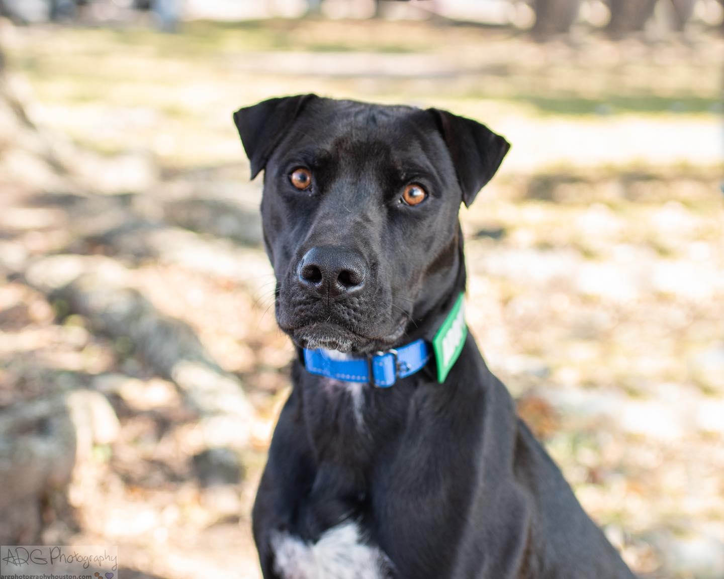 Doug, a Adopted mixed breed in Houston, TX image 2/4