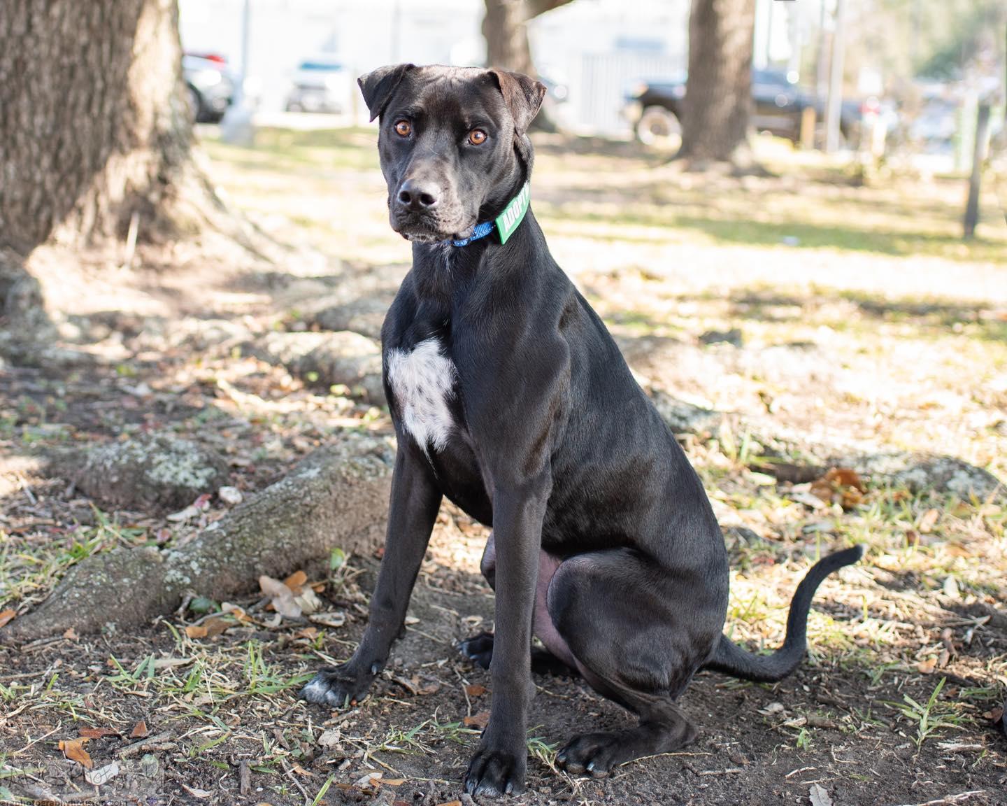 Doug, a Adopted mixed breed in Houston, TX image 3/4