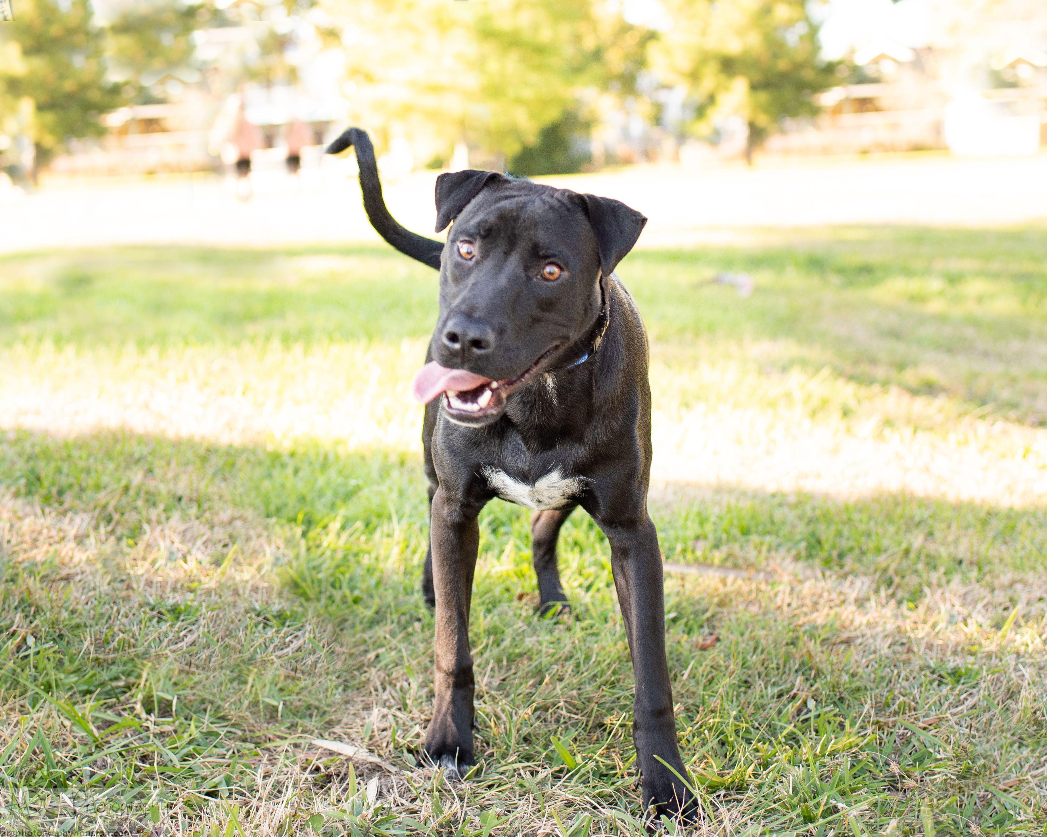 Doug, a Adopted mixed breed in Houston, TX image 4/4