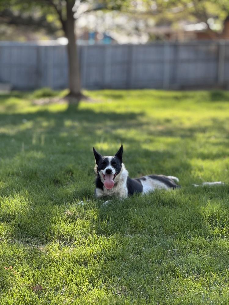 Enlarge Moose, a Adoptable mixed breed in Denver, CO image 1/3