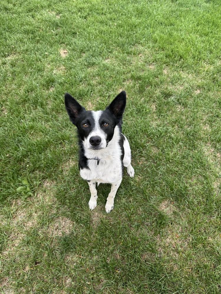 Enlarge Moose, a Adoptable mixed breed in Denver, CO image 3/3