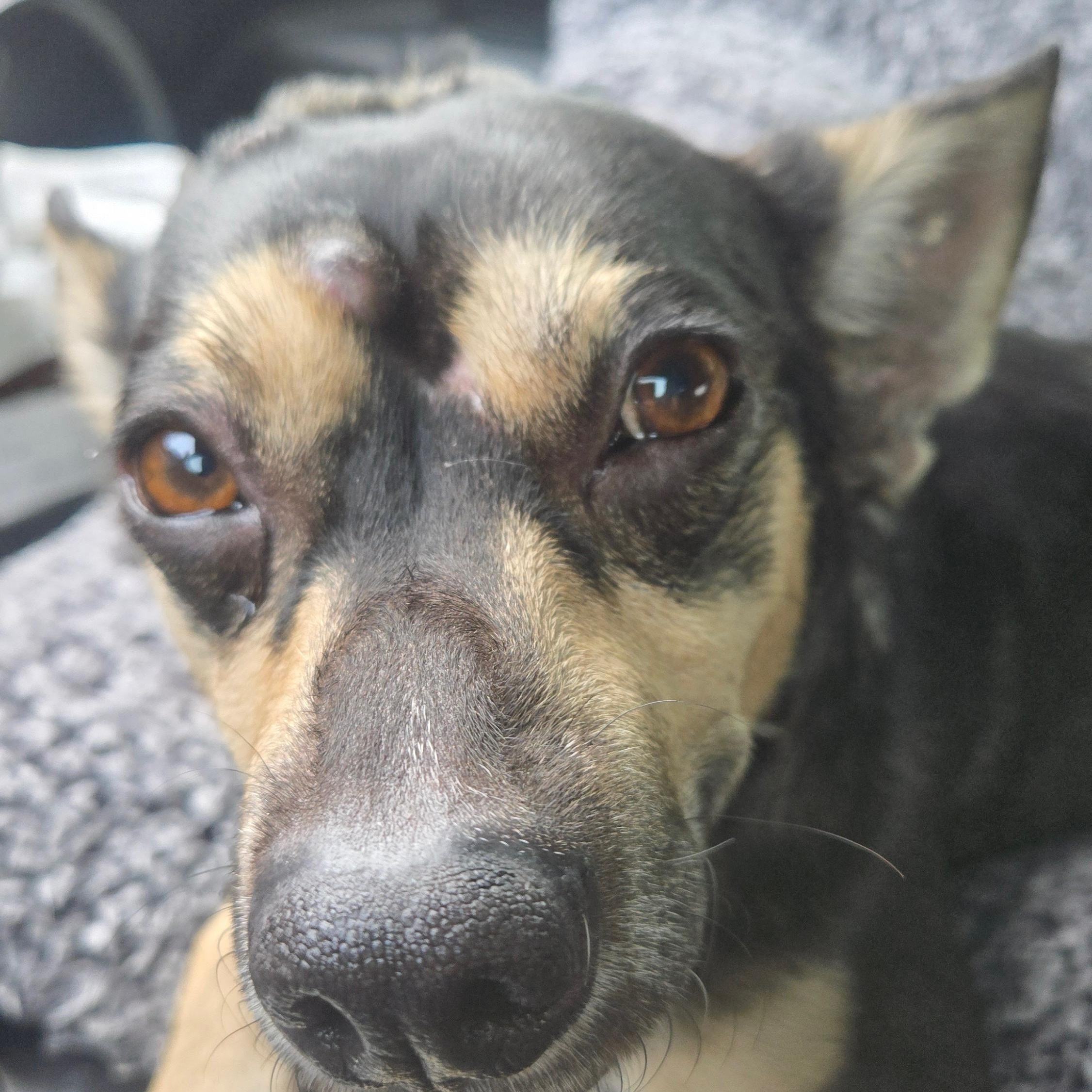 Gizmo, a ADOPTABLE mixed breed in Portland, OR image 3/6