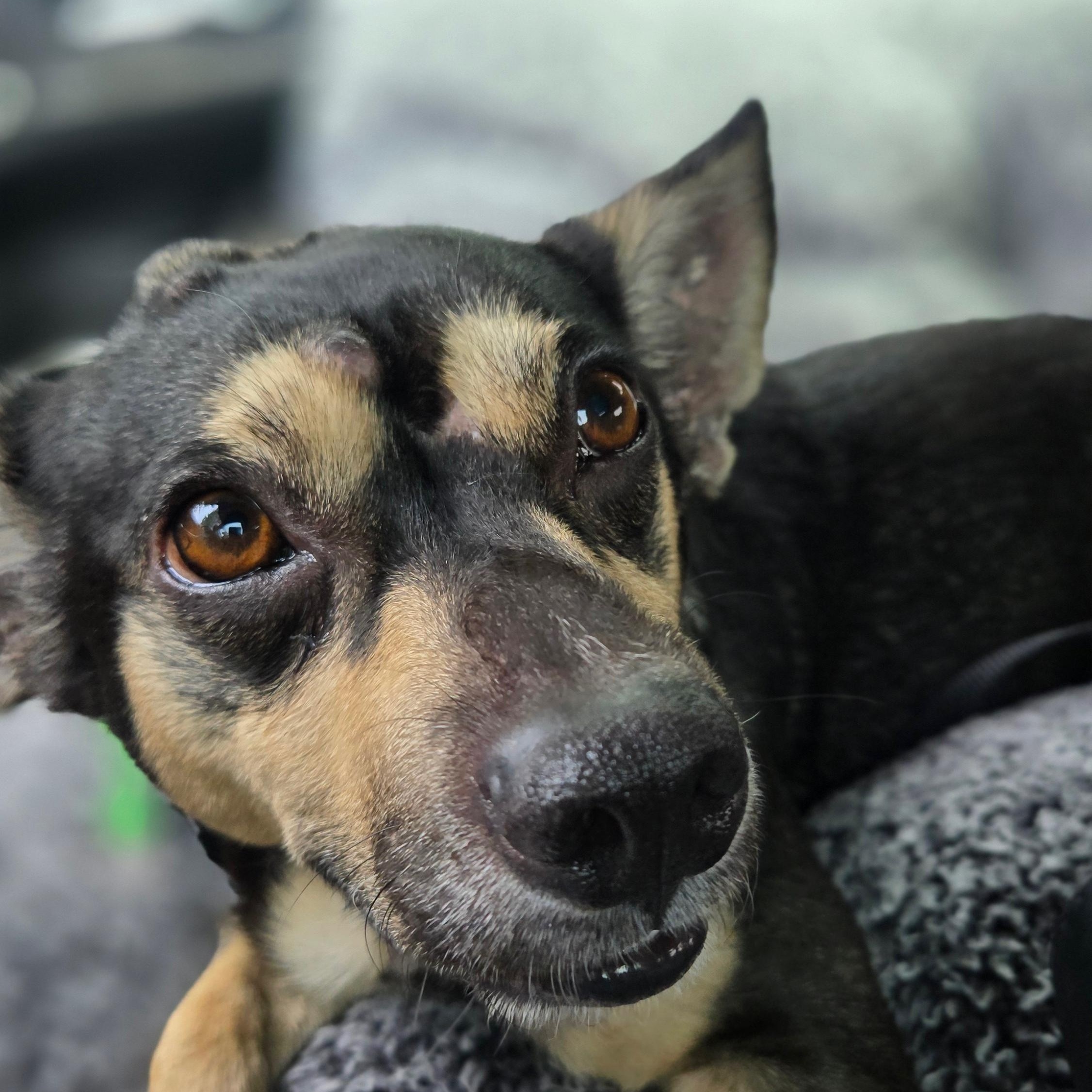 Gizmo, a ADOPTABLE mixed breed in Portland, OR image 1/6