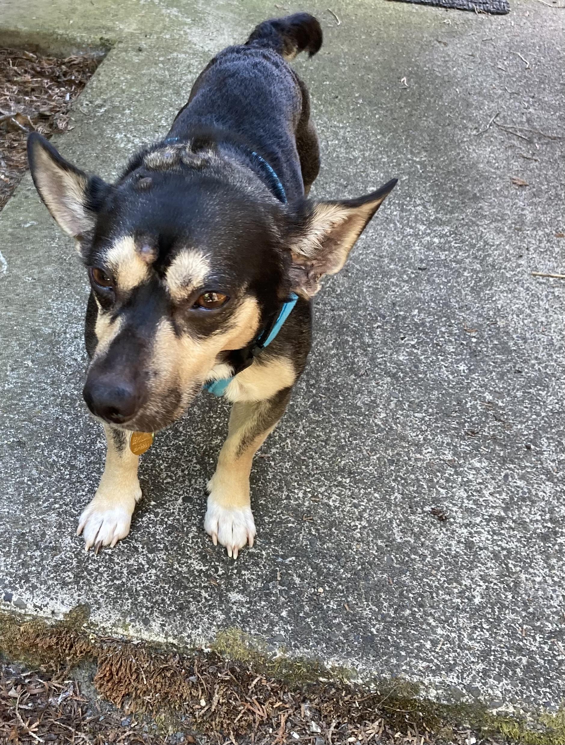 Gizmo, a ADOPTABLE mixed breed in Portland, OR image 6/6