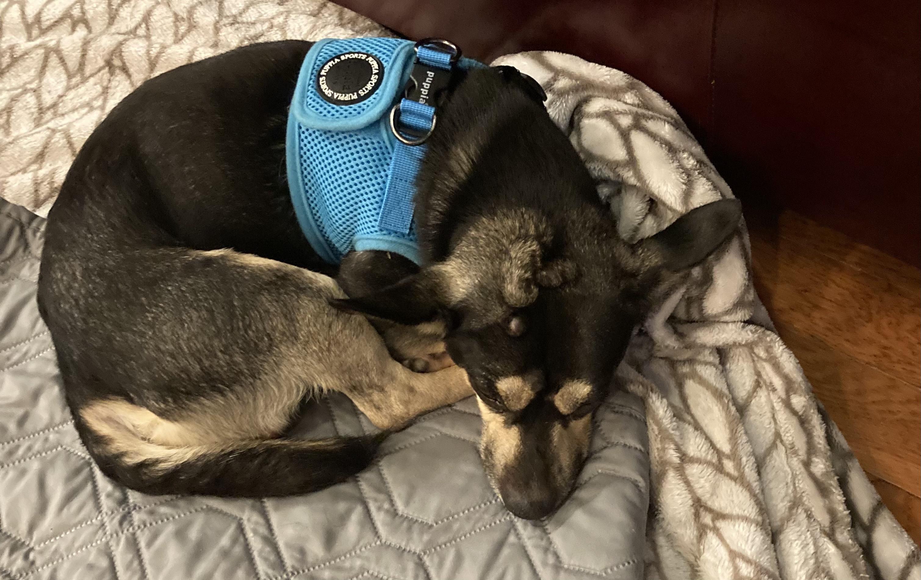 Gizmo, a ADOPTABLE mixed breed in Portland, OR image 5/6