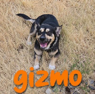 Gizmo, ADOPTABLE, Adult Male Dachshund.