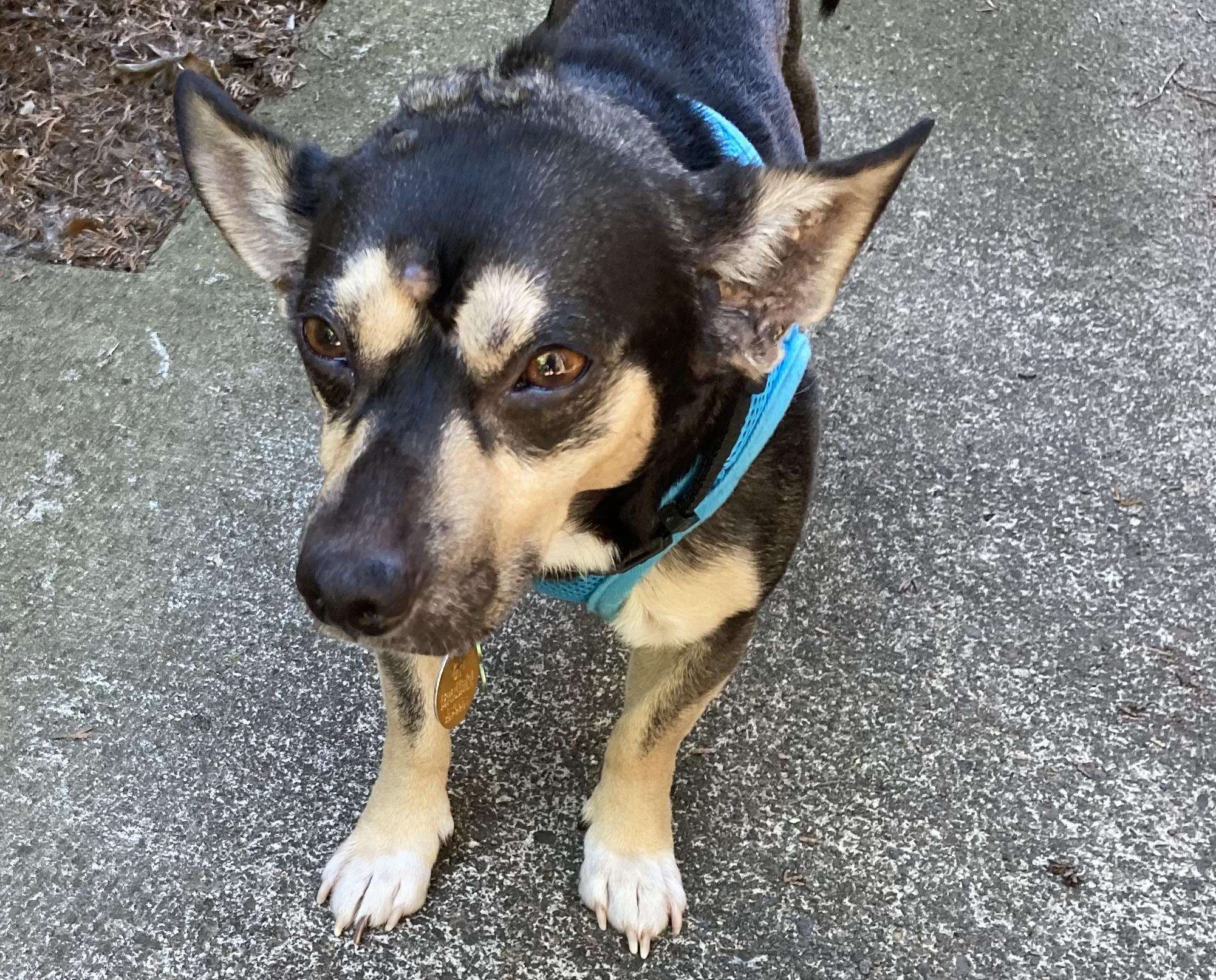 Gizmo, a ADOPTABLE mixed breed in Portland, OR image 4/6
