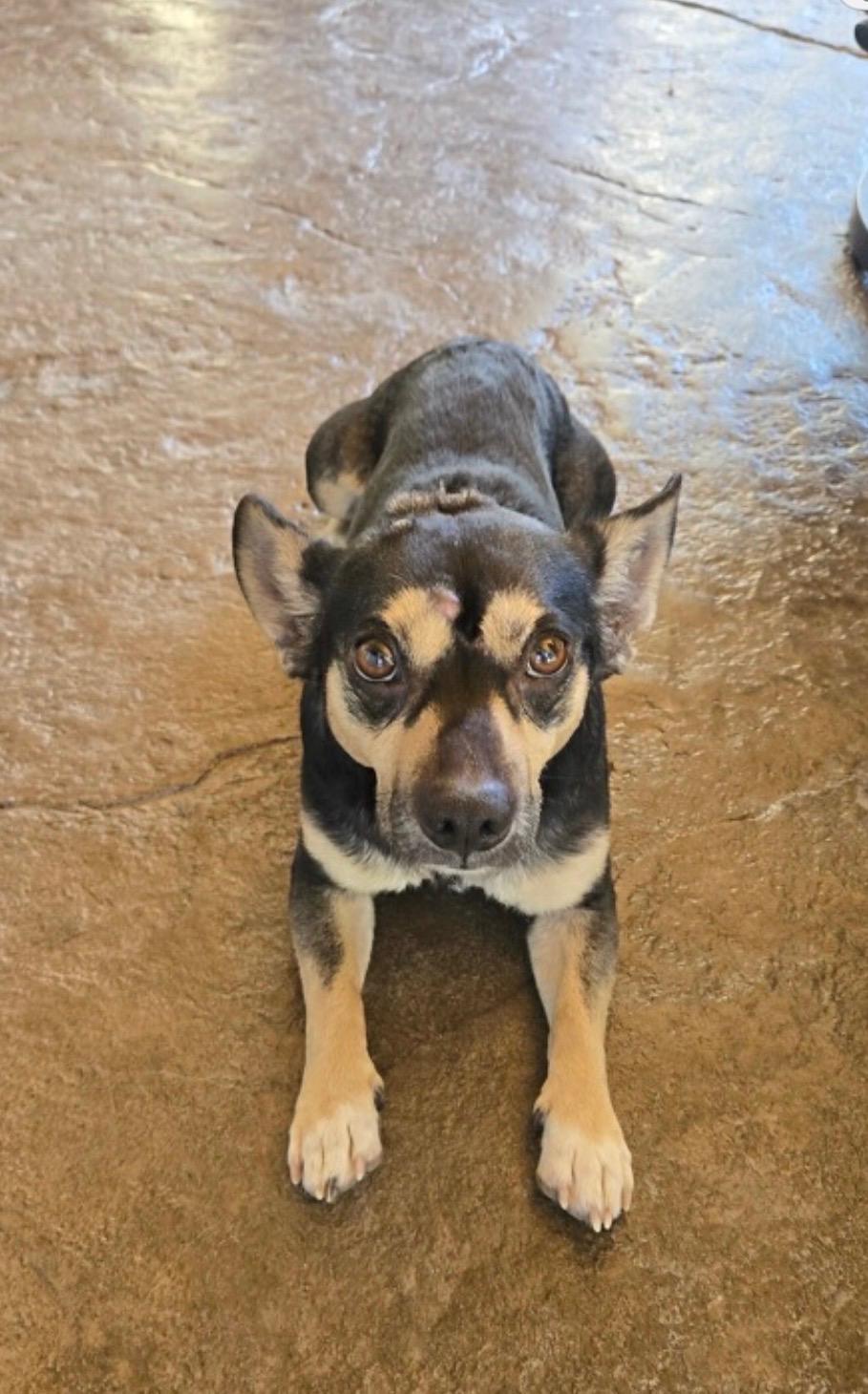 Gizmo, a ADOPTABLE mixed breed in Portland, OR image 2/6