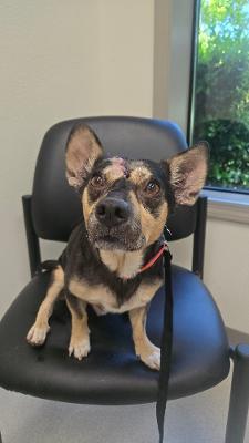 Enlarge Gizmo, a ADOPTABLE mixed breed in Portland, OR image 5/6