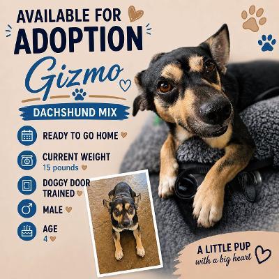 Enlarge Gizmo, a ADOPTABLE mixed breed in Portland, OR image 2/6
