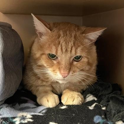 Ron, ADOPTABLE, Adult Male Domestic Short Hair.
