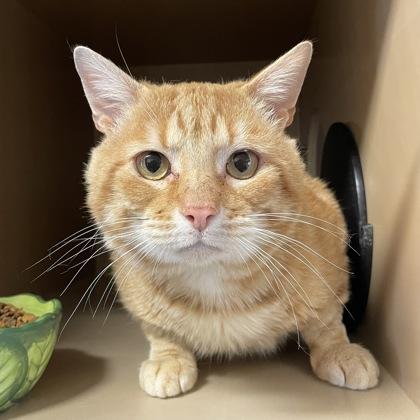 Enlarge Ron, a ADOPTABLE Domestic Short Hair in Flagstaff, AZ image 2/2