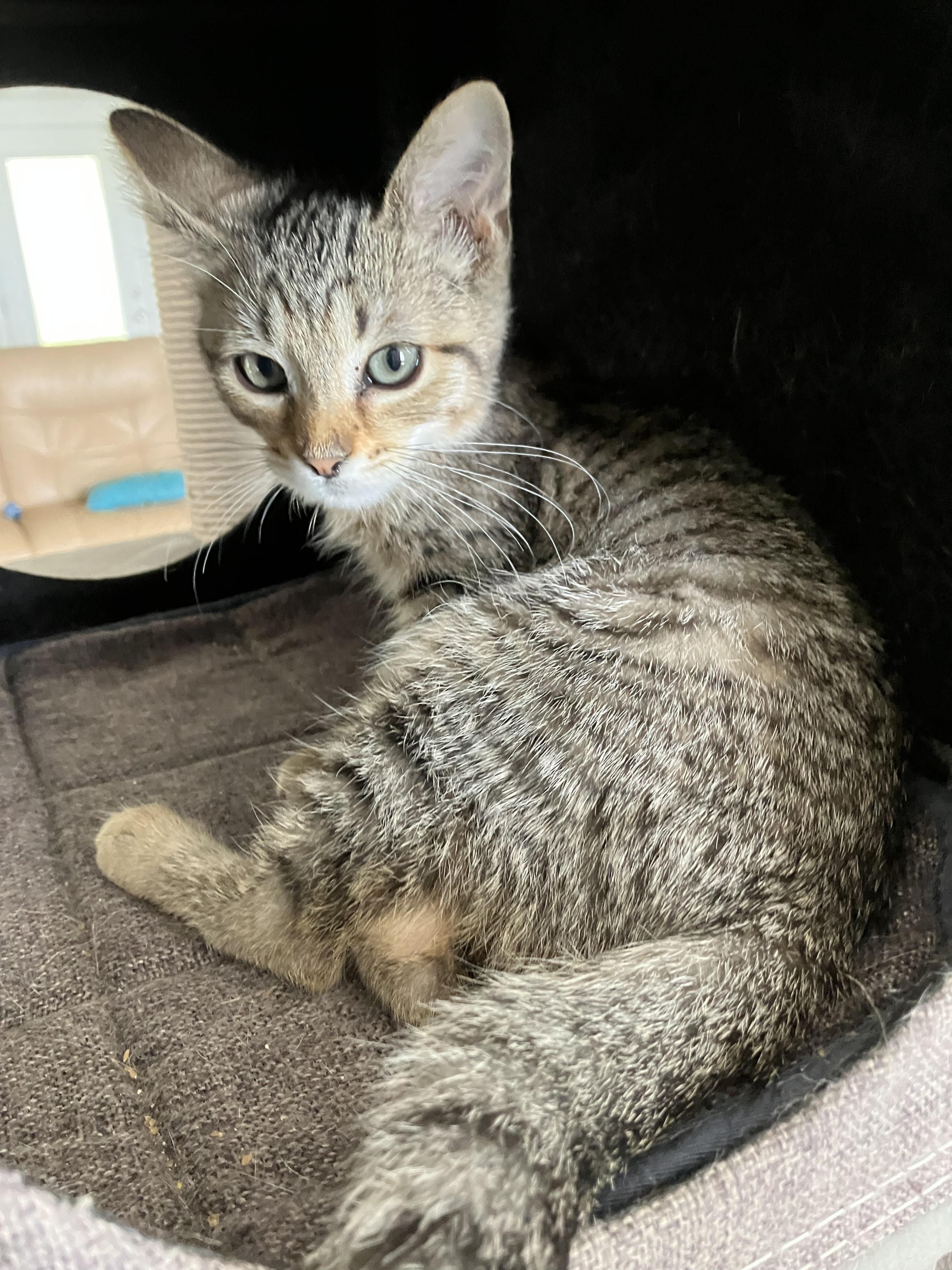Enlarge Dudley, an adopted Domestic Short Hair in Beulah, MI image 2/3