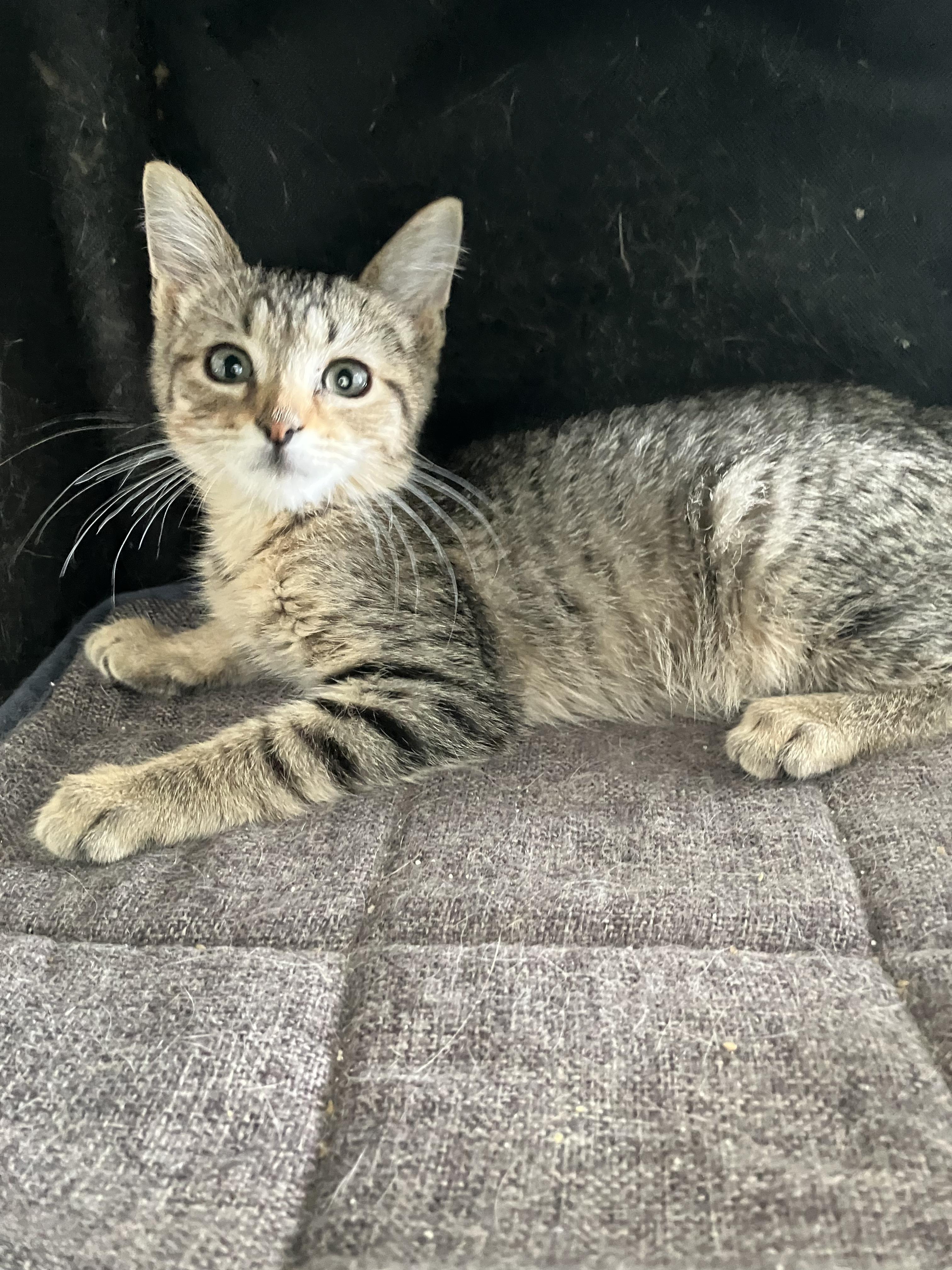 Enlarge Dudley, an adopted Domestic Short Hair in Beulah, MI image 3/3