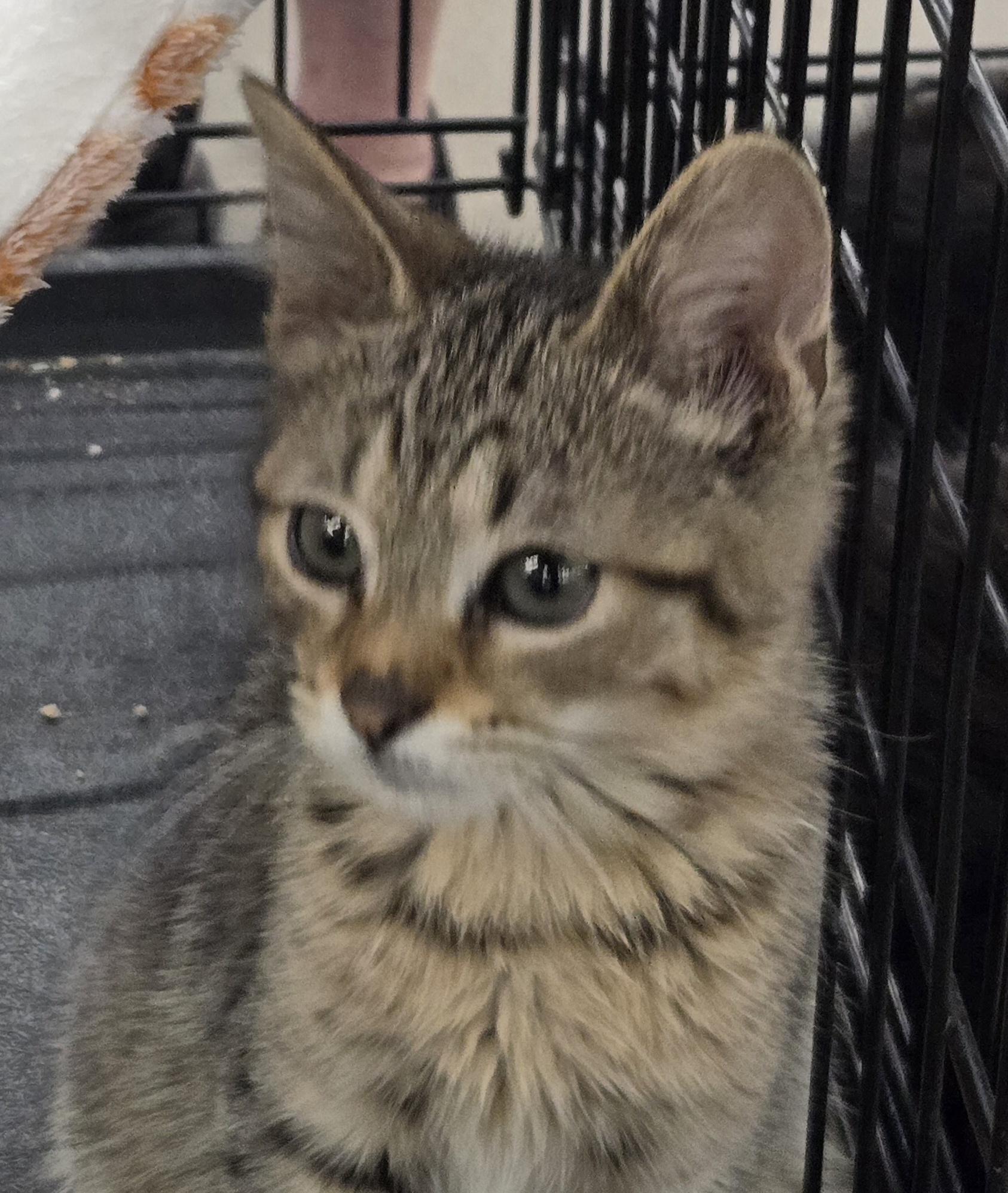 Dudley, adopted, Kitten Male Domestic Short Hair.