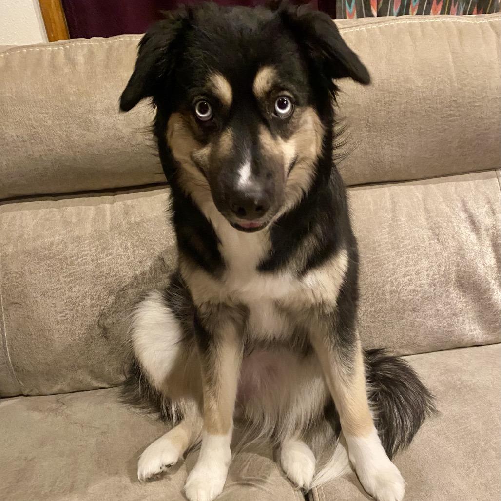 Miley, a Adoptable mixed breed in Cashmere, WA image 5/6