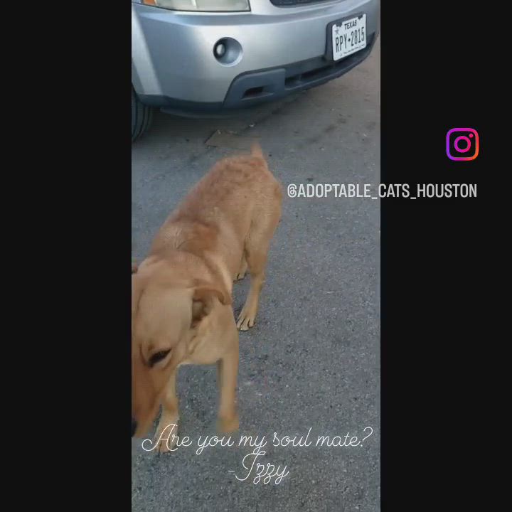 Enlarge Izzy, a Adopted mixed breed in Houston, TX video 4/6