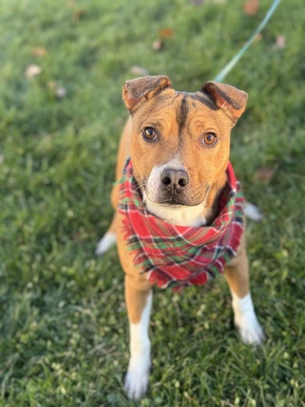 Enlarge Kayak, a Adoptable mixed breed in Lancaster, OH image 1/1