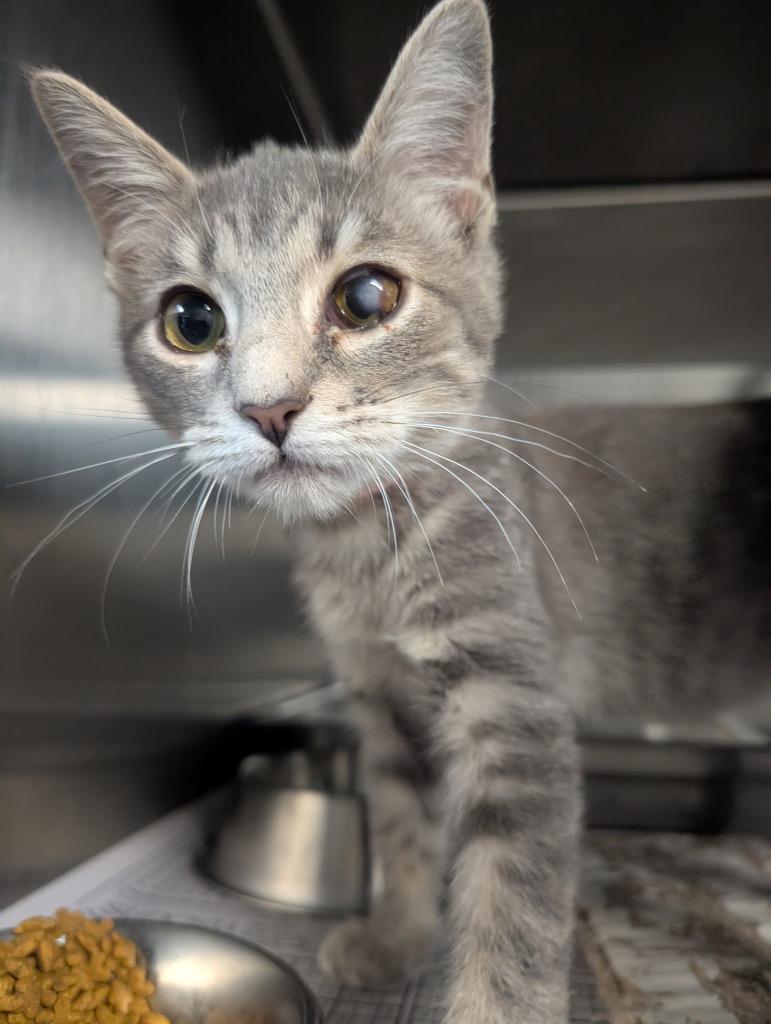 SoSo, Adoptable, Kitten Male Domestic Short Hair.
