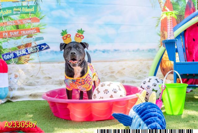 GALA, Adoptable, Adult Female Mixed Breed.