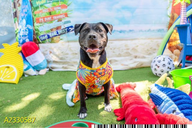 Enlarge GALA, a Adoptable Mixed Breed in West Palm Beach, FL image 1/1