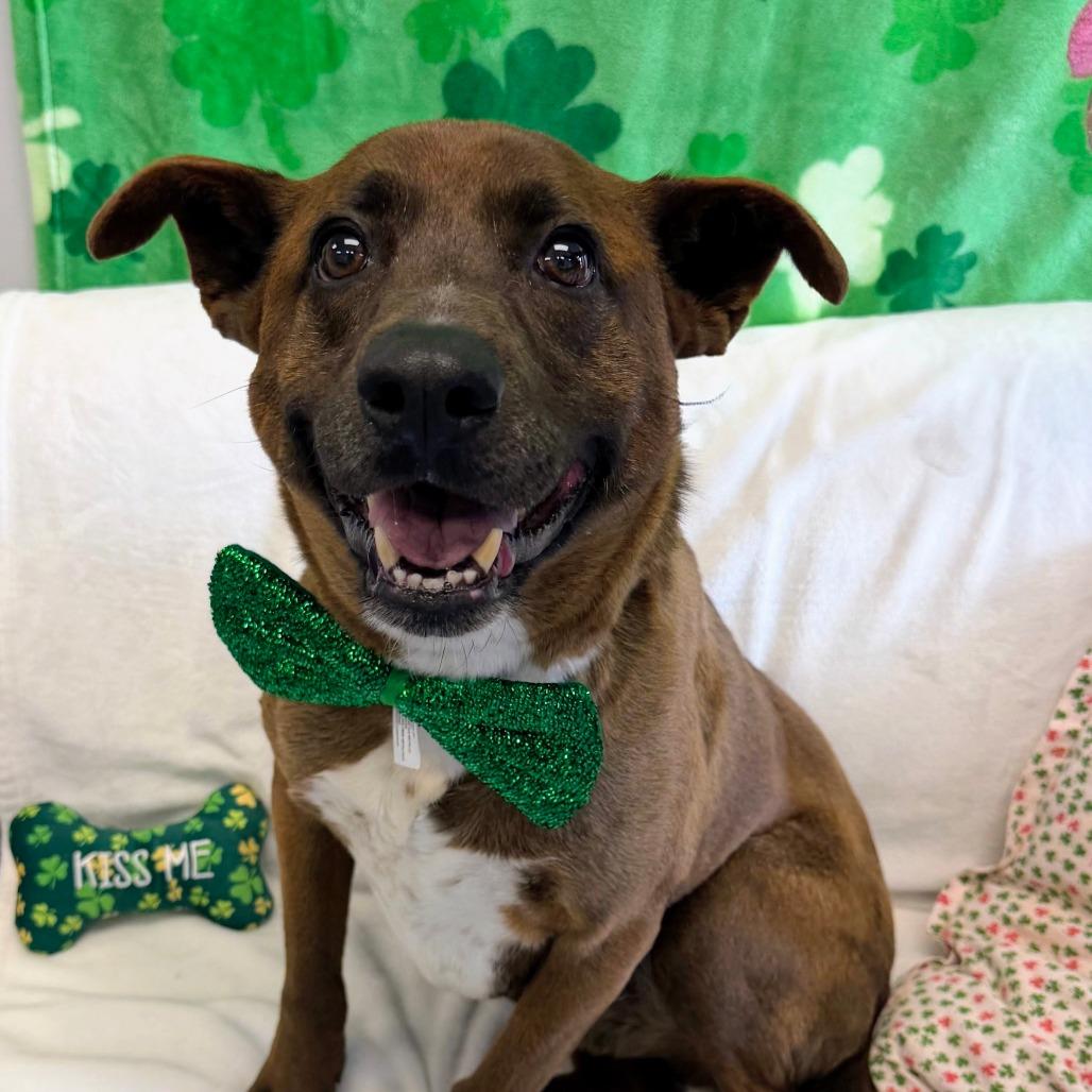 Enlarge Londyn, a Adoptable mixed breed in Watertown, NY image 1/5