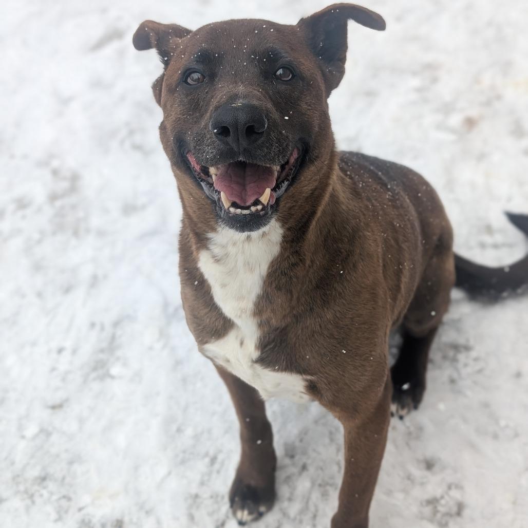 Enlarge Londyn, a Adoptable mixed breed in Watertown, NY image 2/5