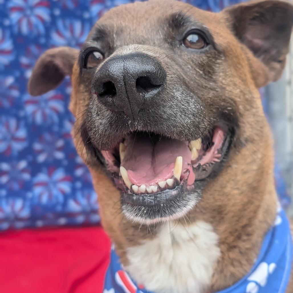Londyn, a Adoptable mixed breed in Watertown, NY image 3/6