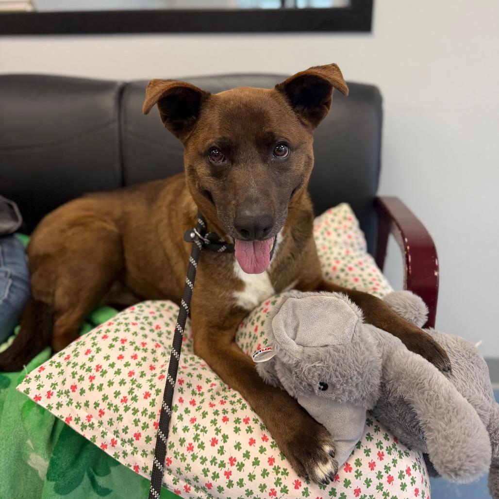 Enlarge Londyn, a Adoptable mixed breed in Watertown, NY image 3/6