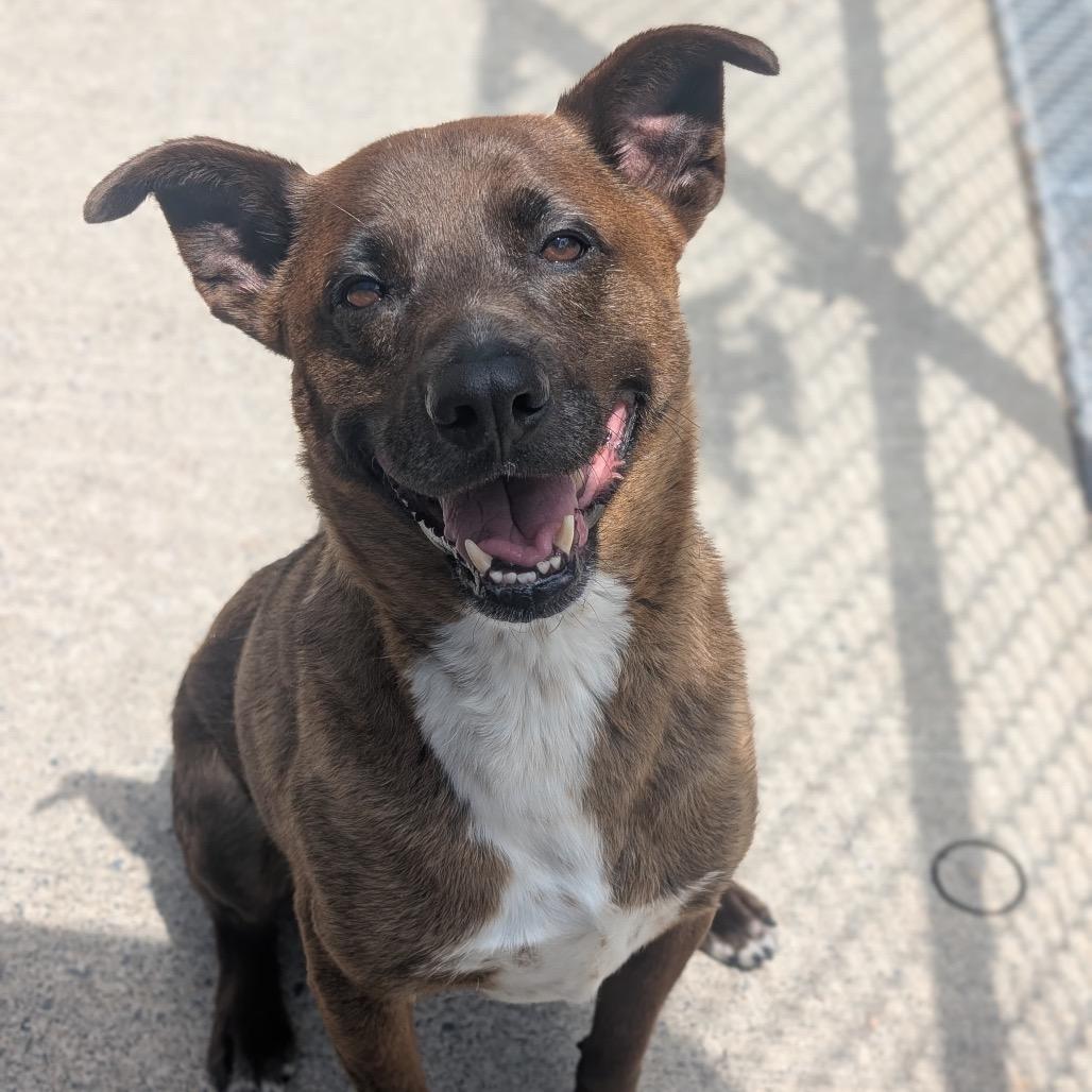 Londyn, a Adoptable mixed breed in Watertown, NY image 3/6