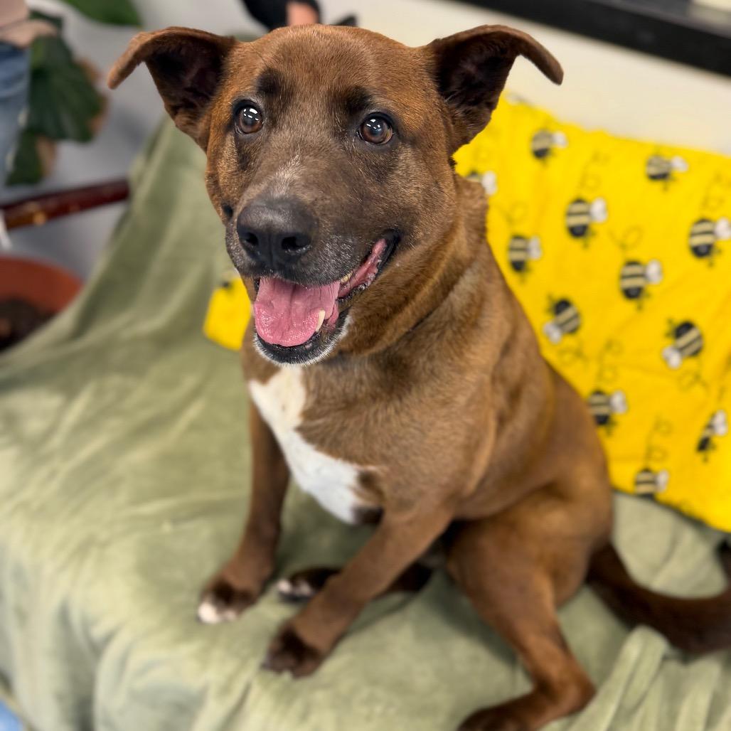 Enlarge Londyn, a Adoptable mixed breed in Watertown, NY image 3/6