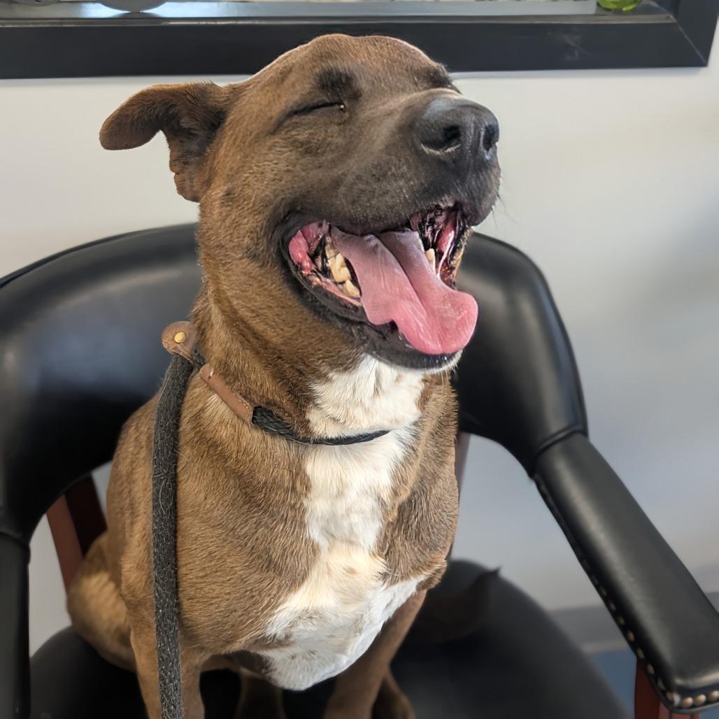 Enlarge Londyn, a Adoptable mixed breed in Watertown, NY image 3/5