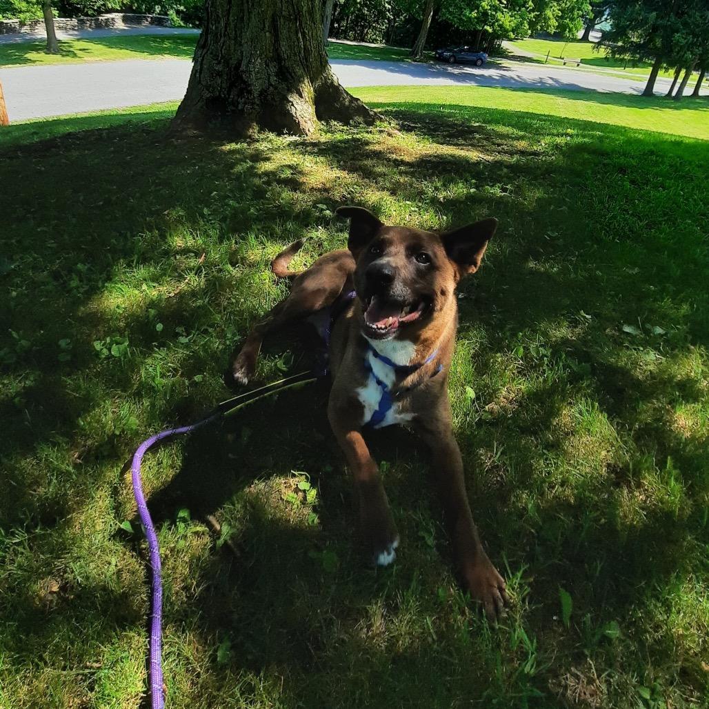 Enlarge Londyn, a Adoptable mixed breed in Watertown, NY image 4/6