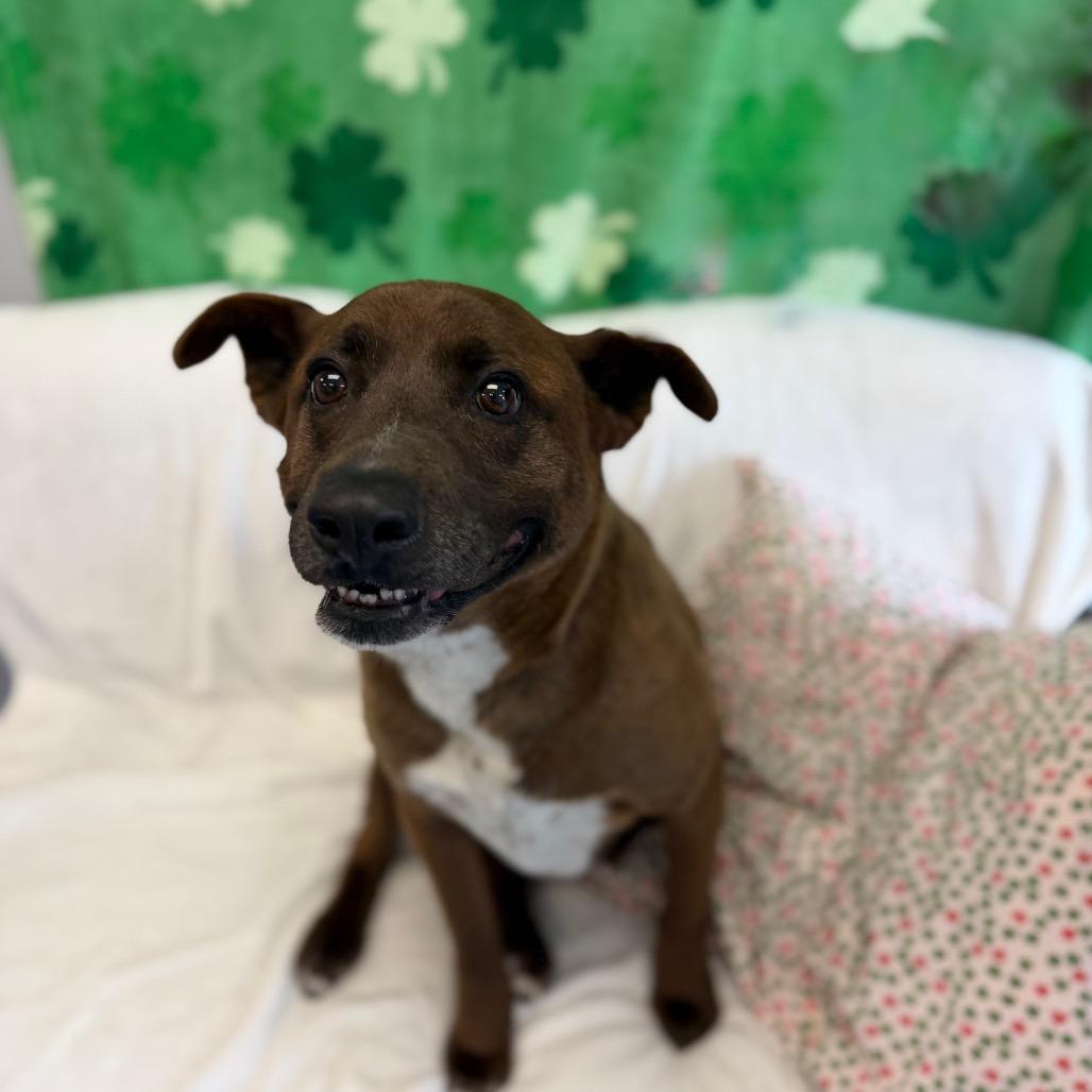 Enlarge Londyn, a Adoptable mixed breed in Watertown, NY image 4/5