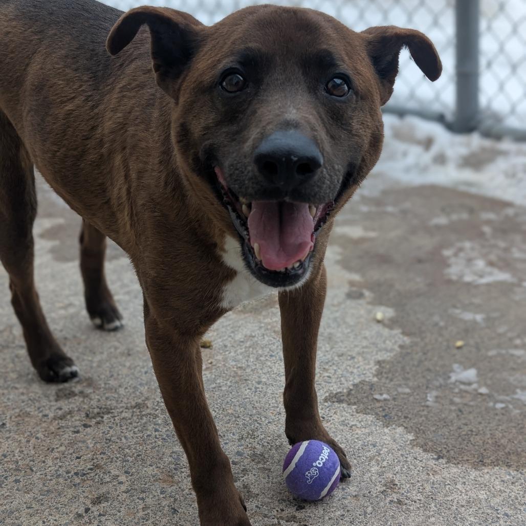 Enlarge Londyn, a Adoptable mixed breed in Watertown, NY image 5/5