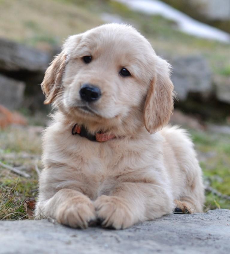 Cooper, adopted, Puppy Male Golden Retriever.
